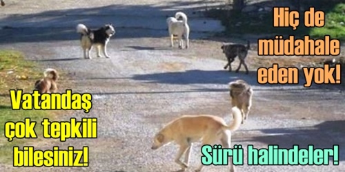 Başıboş köpekler KORKUTUYOR!