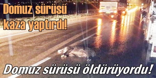 Domuz sürüsü kaza yaptırdı
