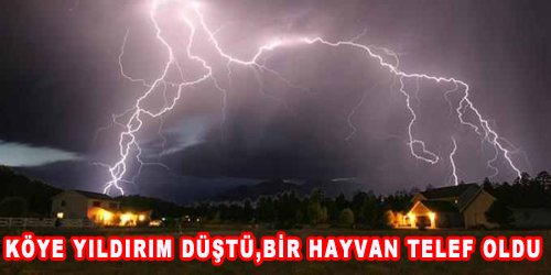 Bir Hayvan Telef Oldu