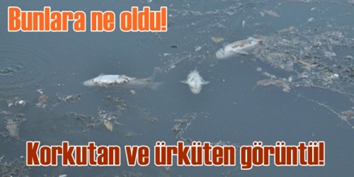 Irmakta korkutan şüphe!