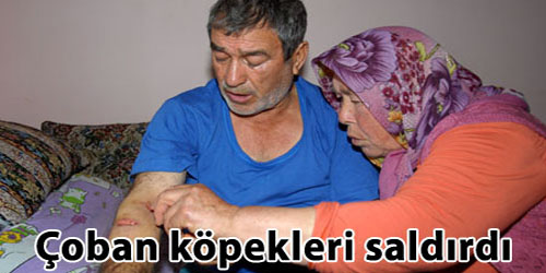 Piknik Yapan Aileye Köpekler Saldırdı 