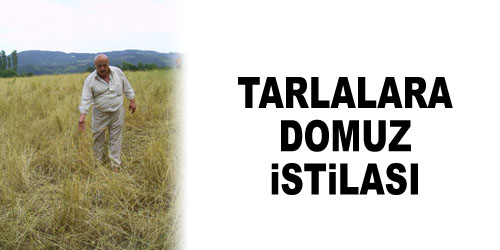 Çiftçilerin Domuz Kâbusu