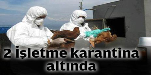 Tavuk Vebası