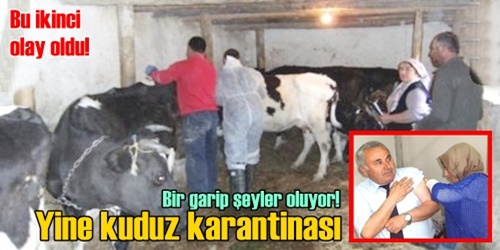 Yine kuduz karantinası