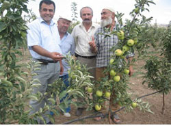 Bodur Elma Yetiştiriciliği 