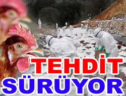 Kuş Gribi Herkesi Tehdit Ediyor
