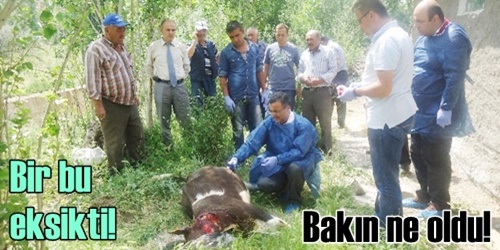 Kırıkkale`de Şarbon paniği