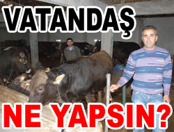 Bu Sene Kurbanlıklar El Yakacak
