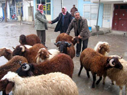 Kurban Satışı Durgun