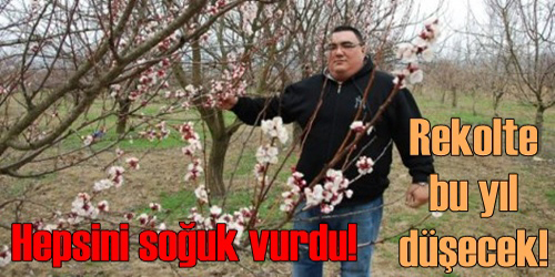 Tüm Ağaçları Soğuk Vurdu