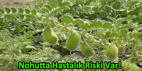 Nohutta Hastalık Riski Var!