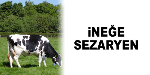 İnek Sezaryenle Doğurdu