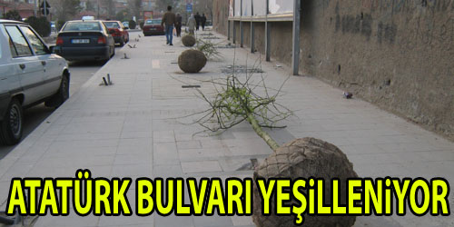 Atatürk Bulvarı`na Ağaç