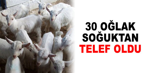 30 Oğlak Telef Oldu