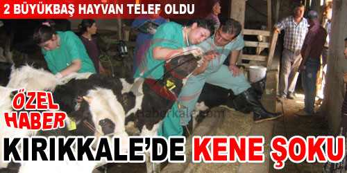 Kene, 2 Hayvanı Öldürdü