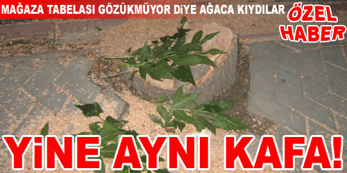 Ağaç Kıyımına Devam