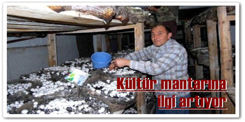 KÜLTÜR MANTARINA İLGİ ARTIYOR  