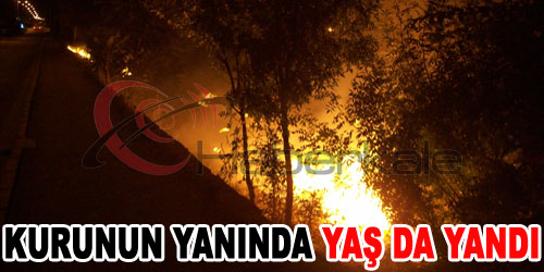 Kuru Otlar Tutuştu, Ağaçlar da Yandı