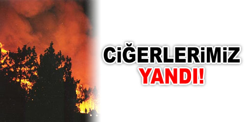 6 Bin Hektarlık Meşe Kül Oldu