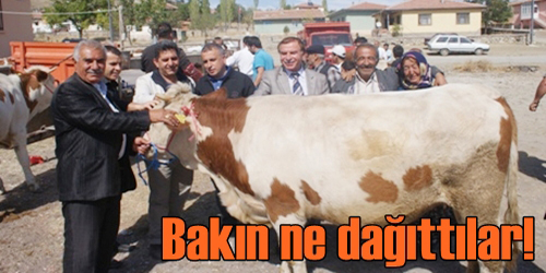 Damızlık düve dağıtıldı