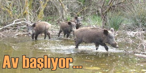 Sürek Avı Düzenlendi