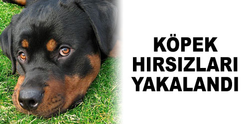 Köpek Hırsızları Yakalandı