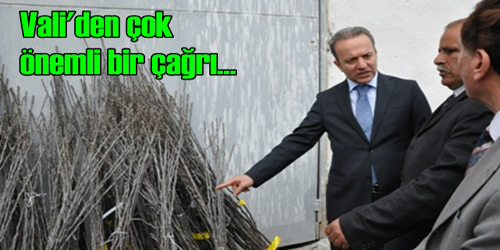 Cevize Yatırım Yapın...