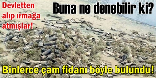Fidanları ırmağa atmışlar!