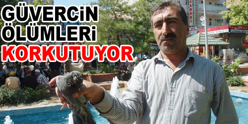 Güvercinlerde Salgın Belirtisi