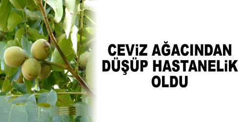 Ceviz Ağacından Düştü