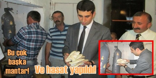 Mantar hasadı yapıldı