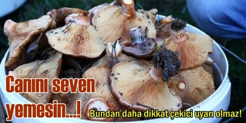 Doğa mantarı uyarısı!