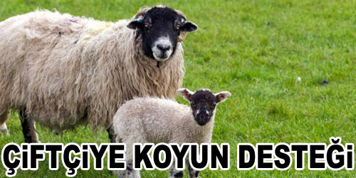Çiftçiye Koyun Verilecek