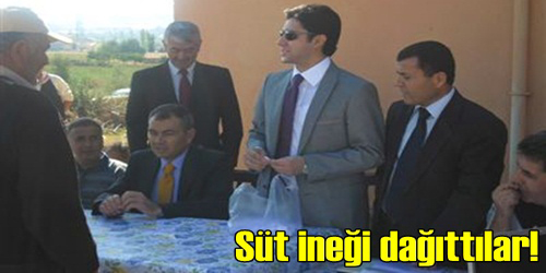 İnek Dağıtımı Yapıldı