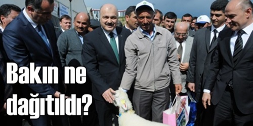 Damızlık koç aldılar