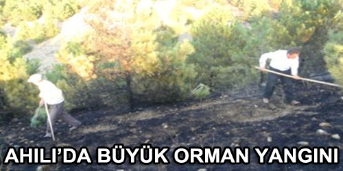 Çam Ormanı Yandi