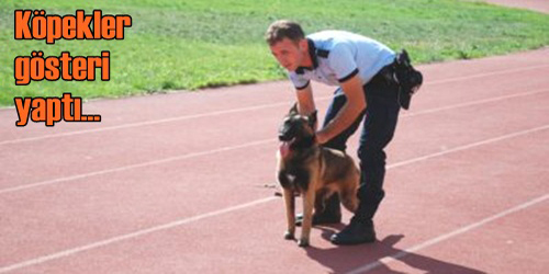 Köpekler Gösteri Yaptı
