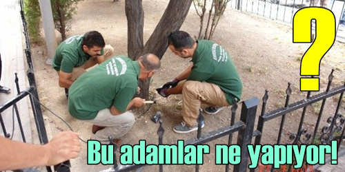 Ağaçlara bakım yapılıyor