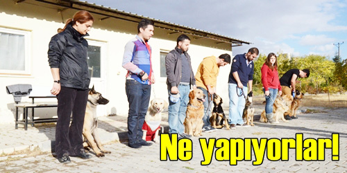 Köpek Eğitim Kursu
