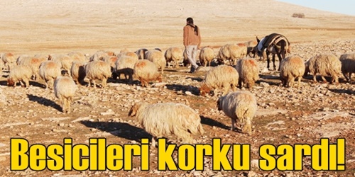 Besicileri korku sardı!