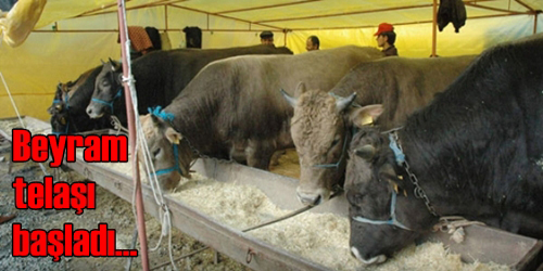 Kurban hazırlıkları sürüyor