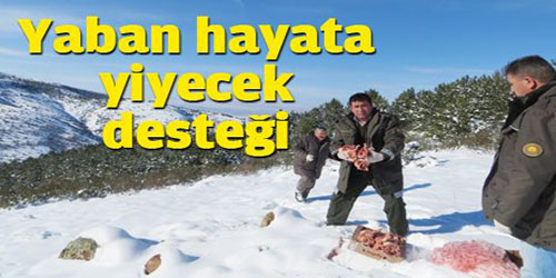 Yaban Hayvanlarına Yem Verildi
