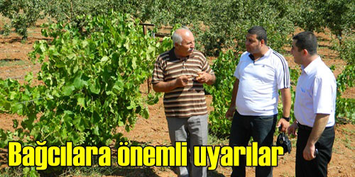 24 Bin Dekar Bağ Var