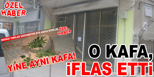 Ağacı Kestirdi, İflas Etti