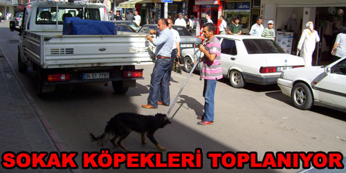 Belediye Başı Boş Gezen Köpekleri Topluyor