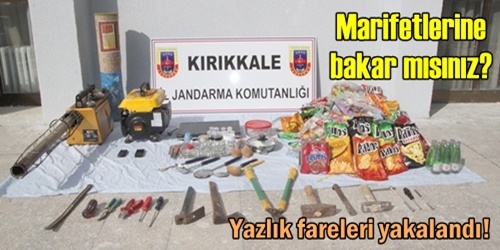 Yazlık fareleri!