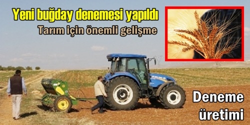 Yeni buğday denemesi yapıldı