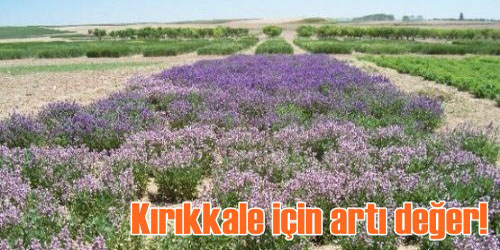 Kırıkkale İçin Artı Değer