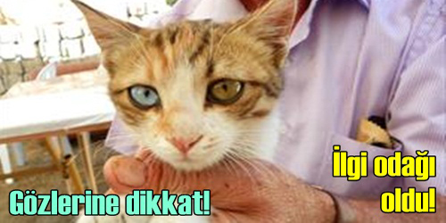 Sokakta Yaşayan Van Kedisi
