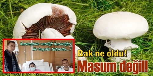  Masum zehir karaciğerden etti